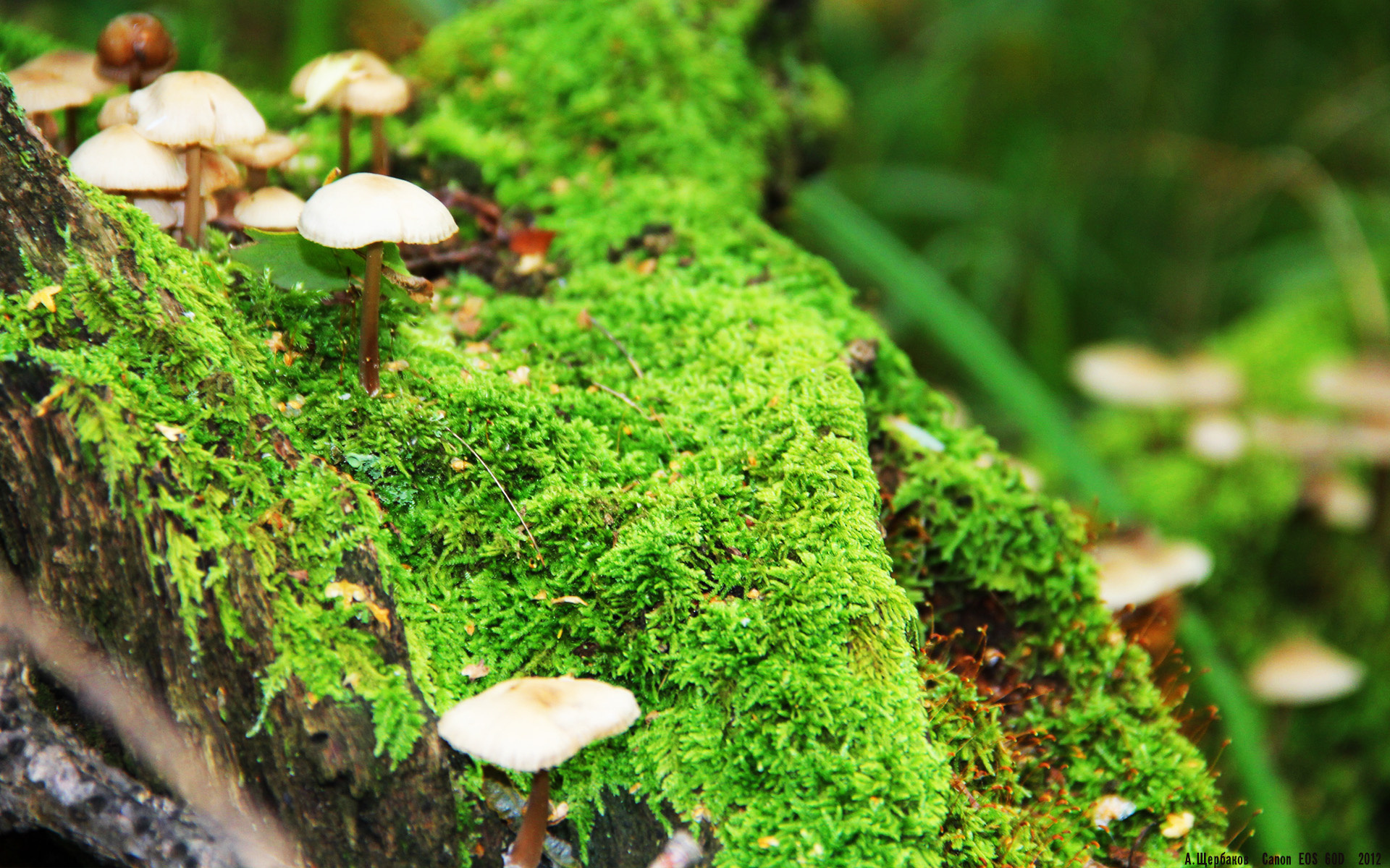 一夜长大,那个在温布利将宿命改写成史诗的北欧少年