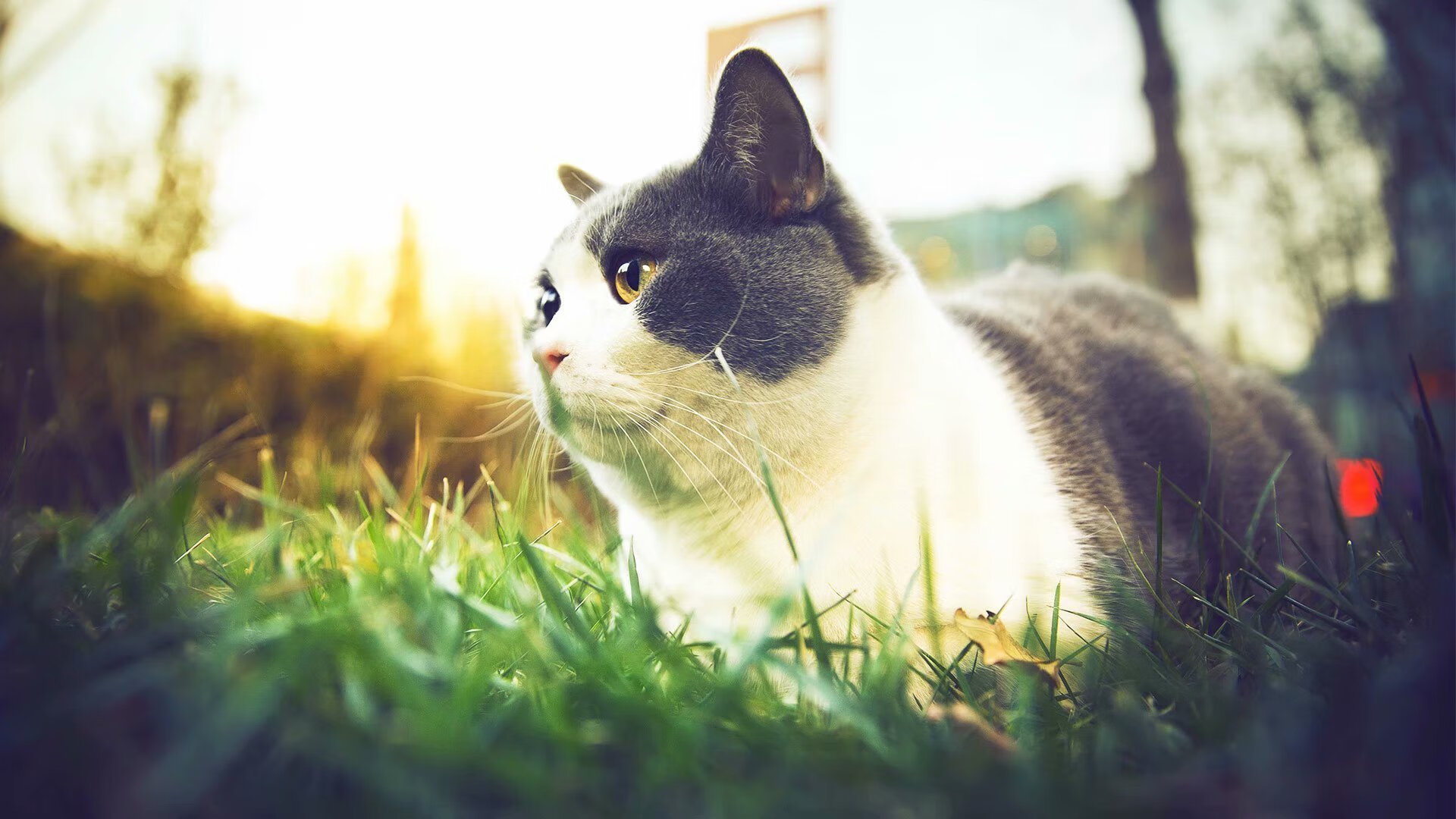 24号封存之夜，奥纳纳一扑，凝固2026世界杯全部时间