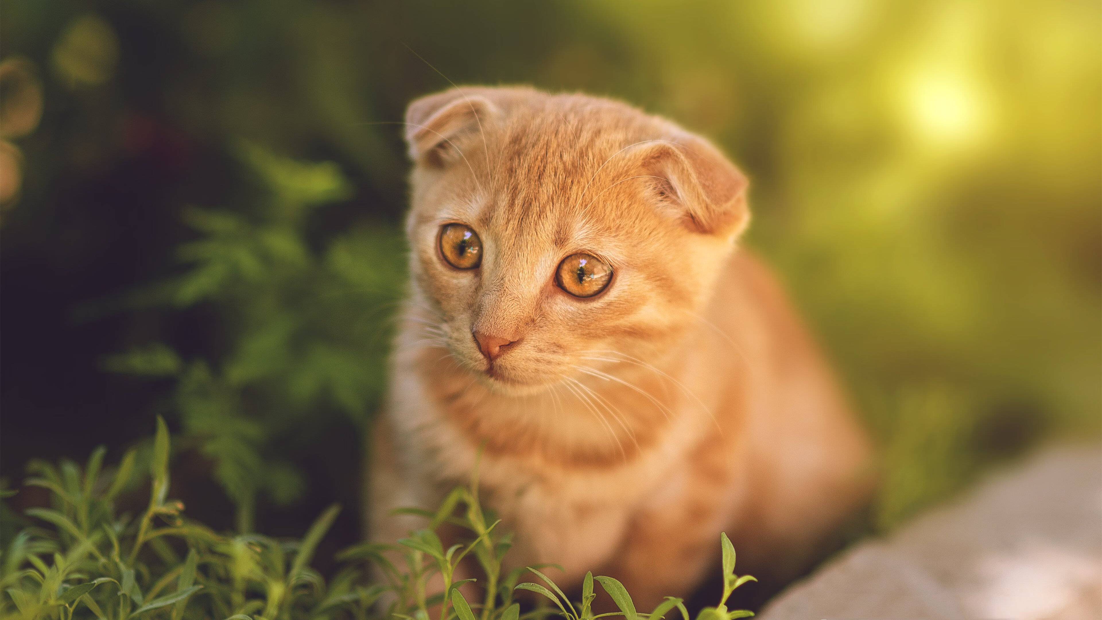 跨界之战，新疆飞虎连续得分狂潮压制雄鹿，贝恩化身关键先生定乾坤