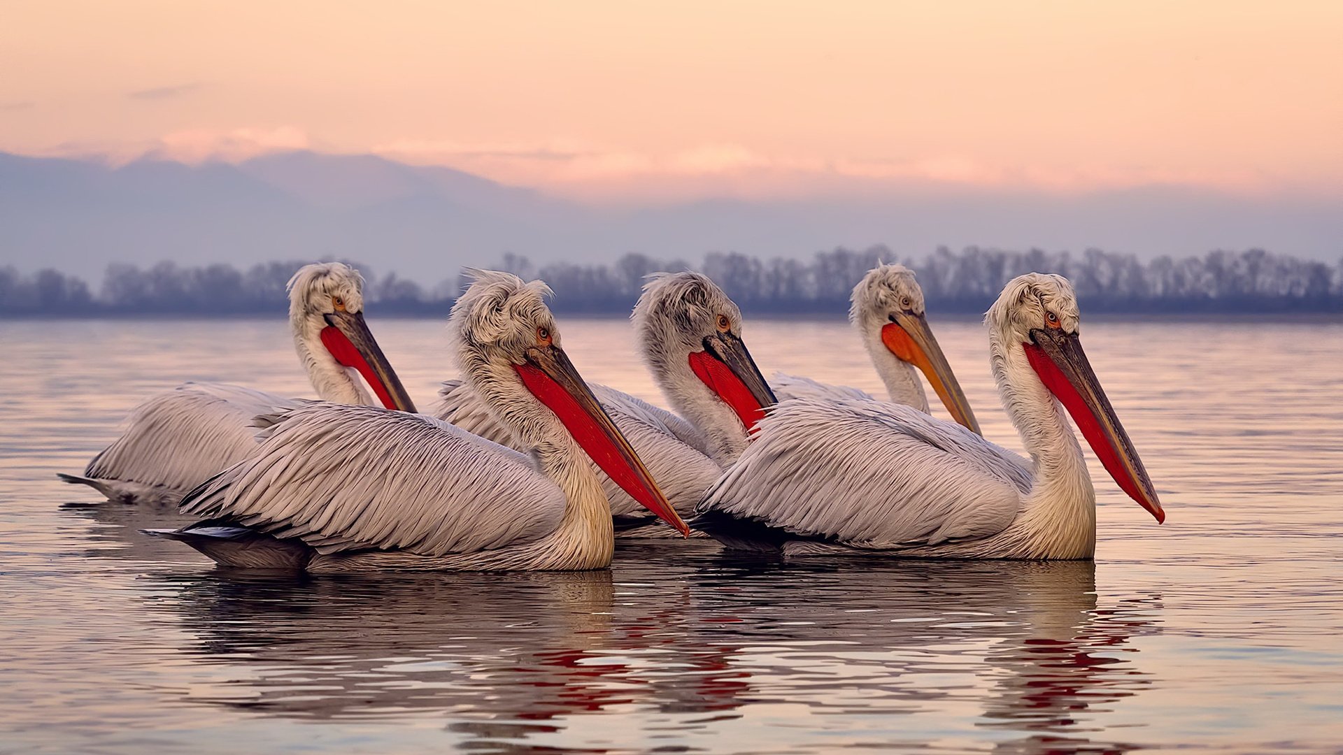 跨越时空的接管时刻，当活塞制霸猛龙，与塔图姆式主宰在欧冠赛场交相辉映