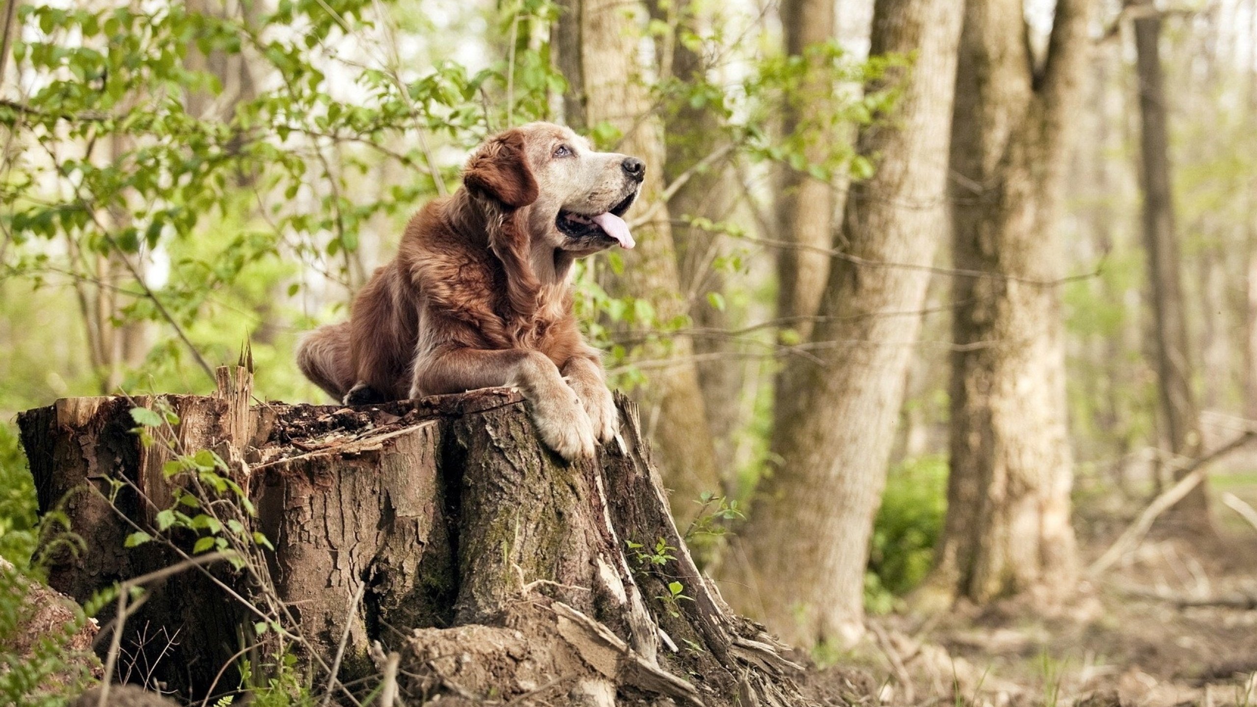 赛道与球场的共鸣,从F1年度争冠焦点战到湖人生死战取胜山西队的竞技哲学