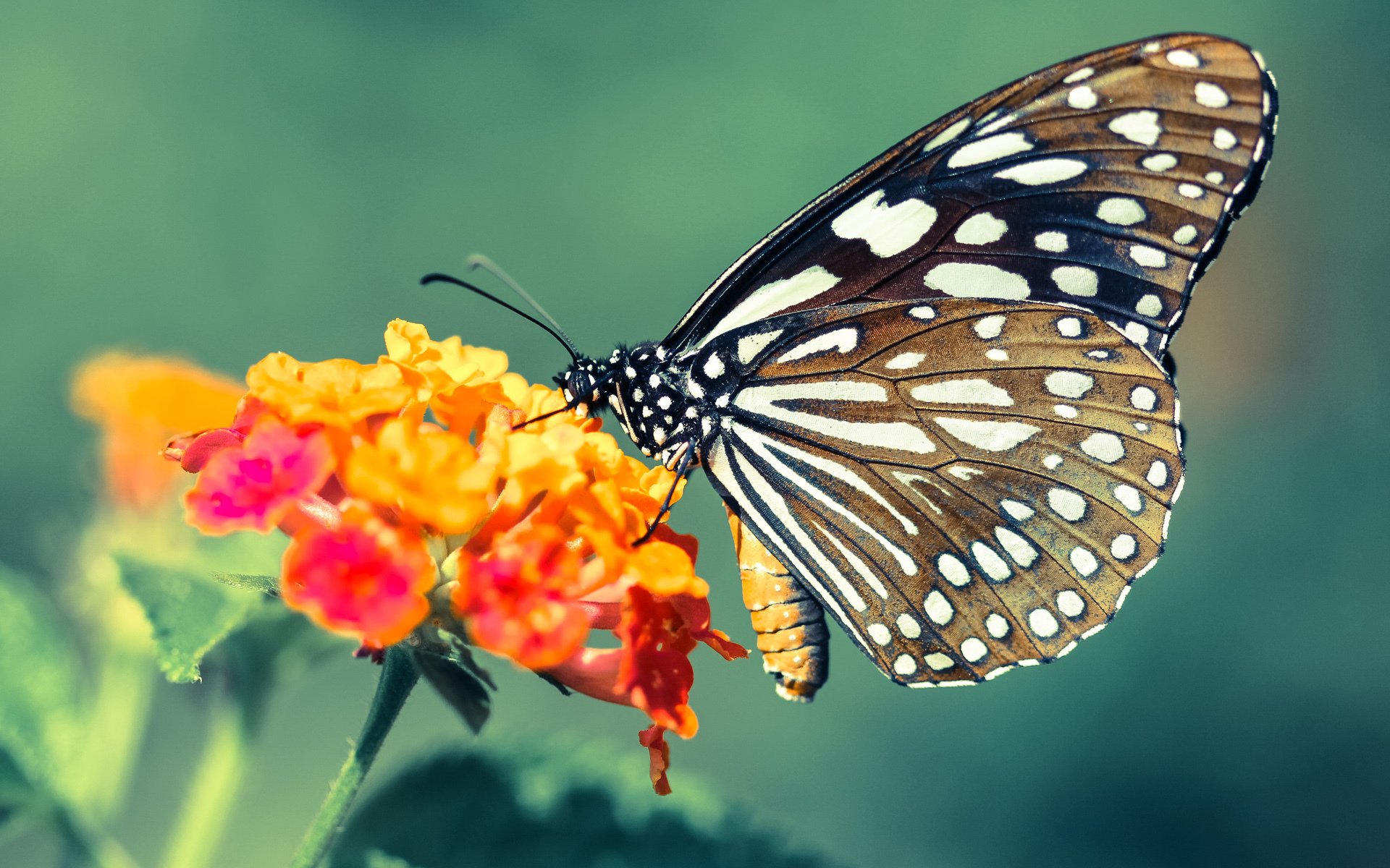 东契奇关键制胜，掘金关键战突围，广东队唯一制胜法则