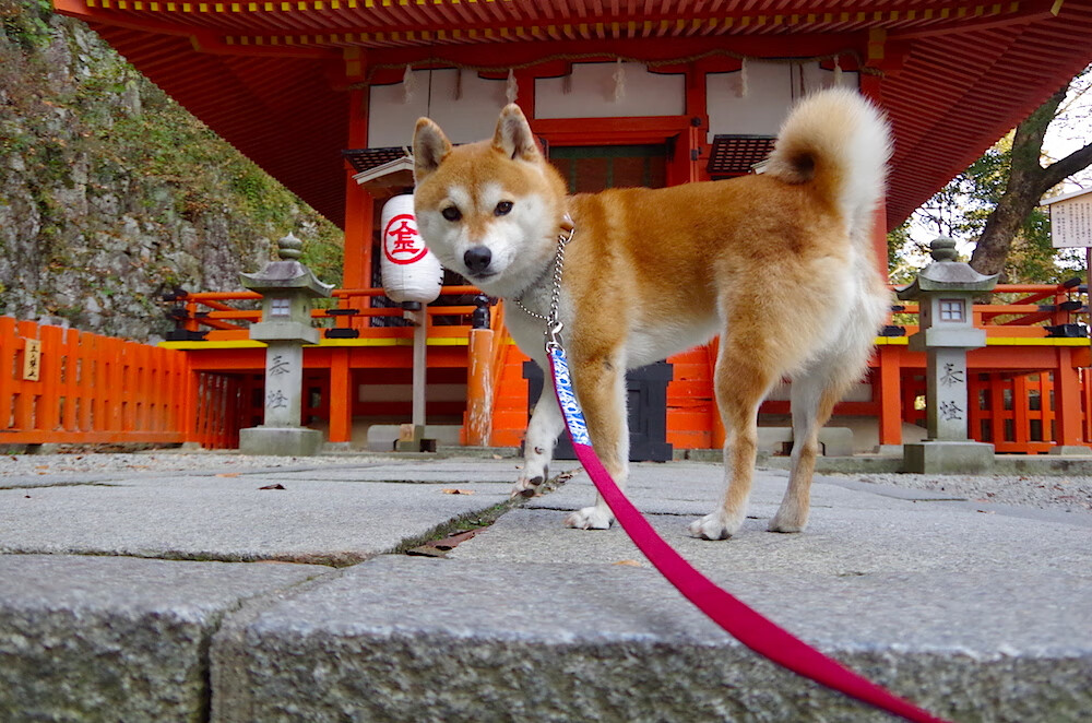 开云sport-跨越赛场的回响，当吉林鏖战浙江，杜兰特用实力打破质疑